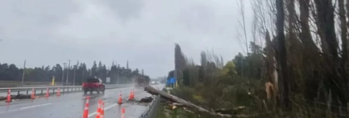 Trabajador muere por caída de árbol mientras despejaba ruta en Negrete