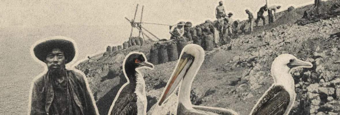 Aves guaneras: una historia de riqueza y explotación