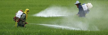 Estudio reporta relación entre pesticidas y trastornos de espectro autista: hacen énfasis en prevenir exposición infantil a agrotóxicos