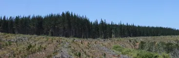 Movimiento Mundial por los Bosques exige a la FAO que reconozca que las plantaciones no son bosques