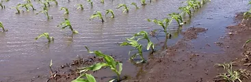 Agronegocios e inundaciones: "el suelo no absorbe agua"