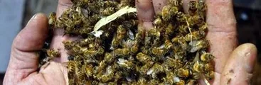 Nuevo Proyecto de ley de regulación de la apicultura: pierden las abejas y ganan Monsanto/Bayer  y Syngenta