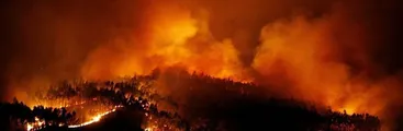 Portugal busca limitar las plantaciones de eucaliptos para evitar mega incendios forestales