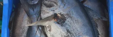 Reineta (Brama australis) recurso altamente migratorio, regionalmente manejado