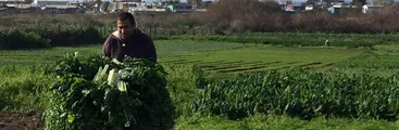 Ante imposición del SEA, horticultores continúan defendiendo humedal Los Batros y su fuente laboral