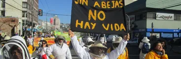 Unión Europea flaquea frente a Monsanto&Bayer y Syngenta y renuncia a proteger a las abejas
