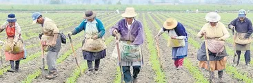 La agricultura campesina alimenta al mundo