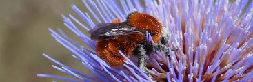 Advierten próxima extinción masiva de insectos: restauración de hábitat, rediseño agrícola y reducción de pesticidas son medidas urgentes