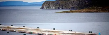 Confirman daño estructural jaula de cosecha: nueva fuga de salmones en Región de Los Lagos