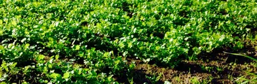 Verduras, una necesidad en riesgo en el Gran Concepción