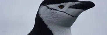 Estudio evalúa exposición a mercurio en pingüinos de la costa chilena y antártica