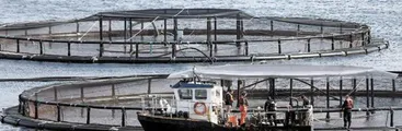 5 centros salmoneros ingresaron a evaluación ambiental en la costa del Biobío