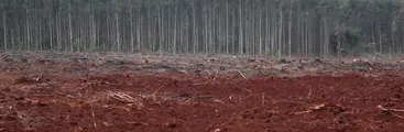 Porqué no podemos simplemente plantar árboles