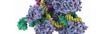 Crispr-Cas9: nuevo método de ingeniería genética que puede provocar enfermedades y cáncer
