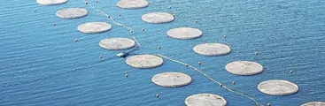 Ya son 15 los proyectos salmoneros que ingresaron a evaluación ambiental en el Biobío