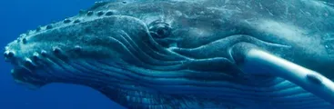 Japón amenaza retomar caza de ballenas unilateralmente tras rechazo de su propuesta de levantar prohibición