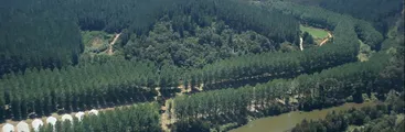 Estudios apuntan a influencia negativa de plantaciones agrícolas y forestales en ambientes acuáticos