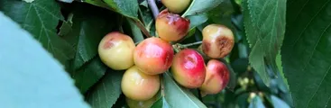 Reportan daño a cultivos y proyectan despidos en exportadoras de fruta tras granizada en la zona central