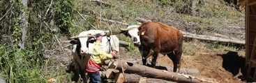 Memorias, relatos e historia de la recuperación territorial campesina “Mundo Nuevo” en Curanilahue