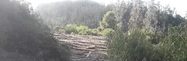 Preocupación por faenas de Forestal Arauco en acceso comunitario al río Caramávida
