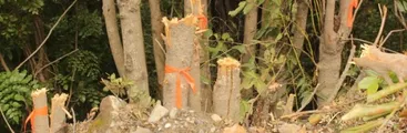 Denuncian tala de bosque nativo en Caramávida, comuna de Los Álamos
