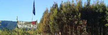 Comunidad mapuche Rankilko inicia nuevas recuperaciones territoriales en bajo Malleco