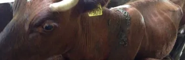 Evaluación veterinaria constató preocupante estado de salud de animales tras desalojos por embalse Punilla