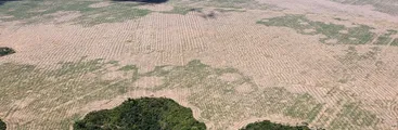 El nuevo código forestal en Brasil potenciará la deforestación legal del Amazonas