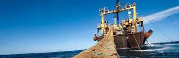 Gobierno se cuadra con pesca industrial: Anuncia veto a eliminación de pesca de arrastre para jibia