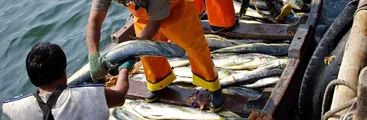 Victoria de pescadores artesanales: Gobierno desiste de enviar veto aditivo