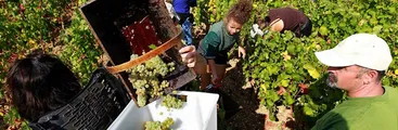 Viñateros de Itata solicitan información respecto a efectos de las heladas y porqué no pueden acceder a seguros