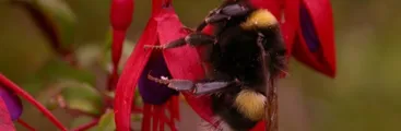 Estudio alerta sobre peligros de la dispersión del abejorro introducido desde Chile hacia Argentina y países vecinos