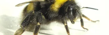 Estudio propone 11 razones para que Chile detenga la importación del abejorro comercial Bombus terrestris
