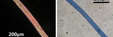 Los desechos de microplástico están circulando masivamente en todos los ambientes y redes alimentarias del océano
