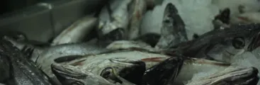 Estudio evalúa presencia de microplásticos en los peces más consumidos del Biobío
