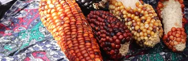 Proceso eco-constituyente: ¿Qué es el Derecho a la Soberanía Alimentaria?