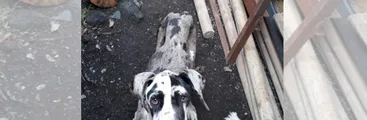 Dirigenta de Evopoli en la Araucanía es formalizada por maltrato animal