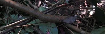 Comunidad denuncia corte de bosque nativo y otras irregularidades por Felipe Yaconi en fundo Las Escaleras