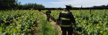 Estudio evaluó presencia de pesticidas en el aire de la comuna de Peumo, provincia de Cachapoal