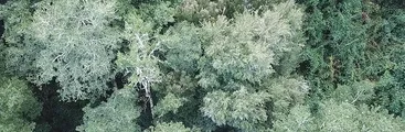 Reconocen especies en ecosistema amenazado por proyecto minero en Penco