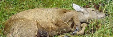 Enfermedad potencialmente mortal afecta al Huemul en peligro de extinción en Chile