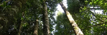 Leyenda Popular de Arauco: El Arbol encantado de Carampangue