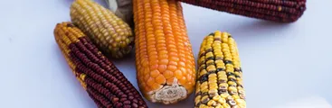 Centro Agroecológico Longaví invita a intercambio de semillas este sábado en la comuna