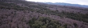 La biodiversidad incrementa la estabilidad de los ecosistemas boscosos, demuestra estudio