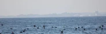 ¿A quién pertenece la biodiversidad en el océano? Estudio analiza el control corporativo y la gobernanza global marina