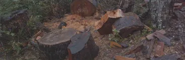 Video: CODEFF suma críticas a U. de Concepción por manejo de bosque nativo en Yungay