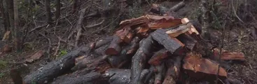 Video: Campesinos denuncian a U. de Concepción por tala de bosque nativo en Yungay