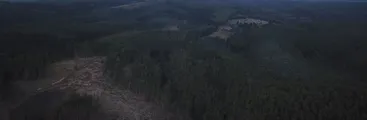 "Tierras robadas y bosques en extinción en Chile" apunta revelador informe sobre negocio forestal liderado por Forestal Arauco y CMPC