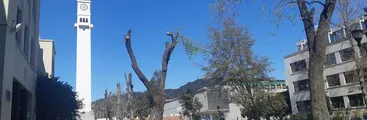 Facultad de Ciencias Naturales califica de “mutilación” poda de árboles patrimoniales en U. de Concepción