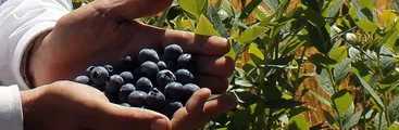 Realizarán el primer congreso chileno de Agroecología en la región de la Araucanía